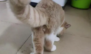 猫咪后腿无力、无法行走是怎么一回事？