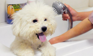 宠物沐浴露类型有哪些？如何为狗狗挑选合适的沐浴露产品？