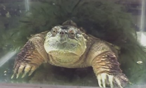 一起来了解一下佛州拟鳄龟能长多大！