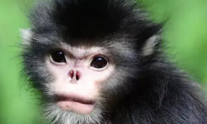国家一级保护动物—怒江金丝猴