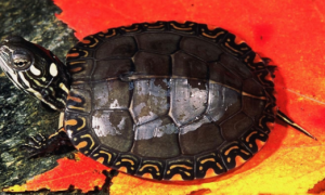 红纹锦龟饲养方法