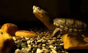 蛋龟怎么冬眠？蛋龟如何冬眠？