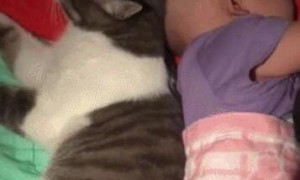 小猫和小主一起睡，听到有声音时醒来：嘘，小点声，别吵醒宝宝