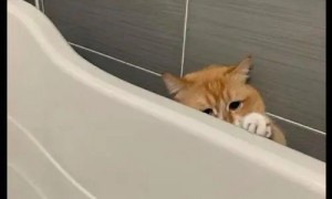 自打养了猫之后，主人在洗澡上厕所的时候就再也没有隐私可言