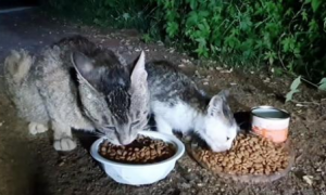 孝顺的小流浪猫，主动把食物让给猫妈妈，还带着猫爸爸找上门