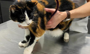 17岁猫咪被嫌弃老了，丢弃在医院