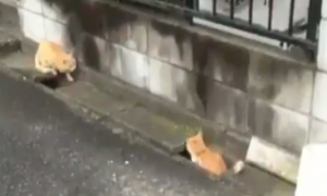 两橘猫隔着水沟玩游戏 超有趣互动被全程录下