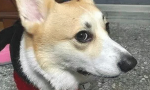 网友将柯基送至女朋友家，她却把小狗当做了手机架，狗：我太难了