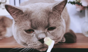 如何在家为宠物猫猫做口腔护理？