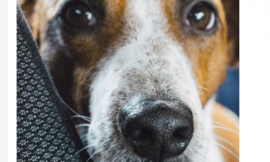 是什么原因导致狗狗胰腺外分泌不足？