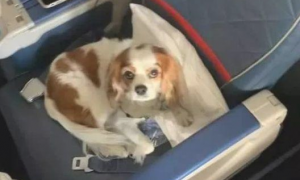 狗狗坐在飞机场头等舱里，招来旅客好奇心犹豫，狗：主人给我买了票的