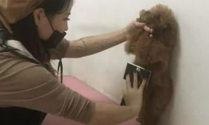带泰迪到宠物用品店去剪毛，小姐姐给泰迪剪得太仔细了