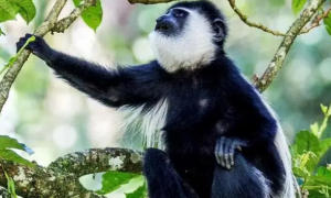 号称非洲最美的动物，东非黑白疣猴