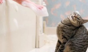 如果非得给猫咪洗澡，怎样操作才能减少伤害？