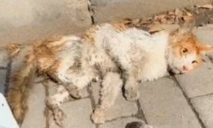 遇到被车压了的流浪猫，躺地上奄奄一息，想救它却不知该怎么做