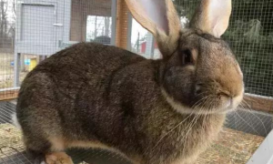 巨型花明兔怎么养 是一种胆小的动物