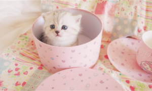 揭秘世界上最小的猫——茶杯猫