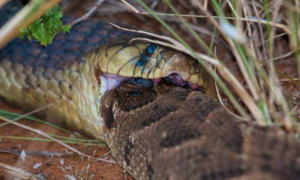 非洲最大眼镜蛇之一—喙眼镜蛇，最大爱好就是吃