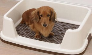 如何教狗狗学会使用狗厕所？