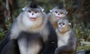 会笑的猴子—滇金丝猴，世界上唯一的，最接近人类的红嘴唇动物！