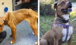 被弃狗狗受动保团体救助 成功增胖14公斤