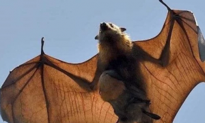 澳洲大火捅下大篓子！60万蝙蝠涌入人类栖息地，数千万人陷入恐慌
