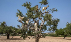 热门景点摩洛哥山羊树 却因农民恶意行为变调