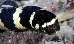 龟头海蛇是什么样的？
