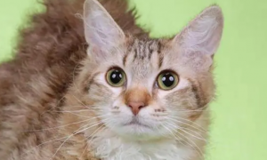 电烫卷猫的性格 是富有感情的宠物猫