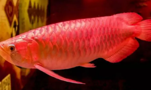 世界上最贵的鱼，500万一条的血红龙鱼，堪称鱼类中的“保时捷”！