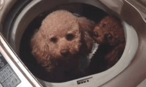 狗狗太臭不喜欢冼澡，主人急得将它扔进全自动洗衣机里，狗狗一瞬间懵圈了