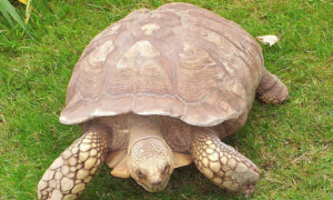 龟的长寿秘籍！辟谣：“千年王八万年龟”，其实龟活不了那么久？