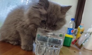 猫咪突然疯狂爱喝水, 铲屎官可不要高兴得太早!