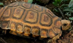 钟纹折背陆龟能长多大？