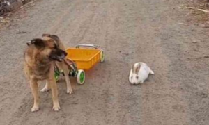 狗狗当驾驶员拉小兔子去玩,狗狗:小媳妇不进入车内,我就不离开了!