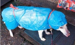 大雨激发的创 小布穿上包货很强的妈妈牌雨衣