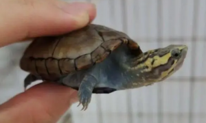 头盔龟可以冷水养吗