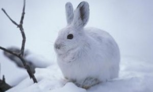 雪兔好养吗 一种生活在寒冷地区的野兔