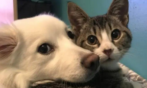 法国将禁止宠物店销售猫狗