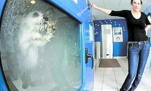 法国惊现洗狗机 吸引了大批的爱狗人士