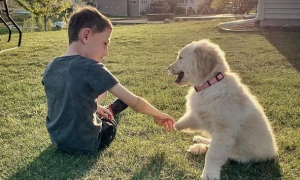 三脚狗鼓励4岁残疾男孩，同病相怜成为朋友