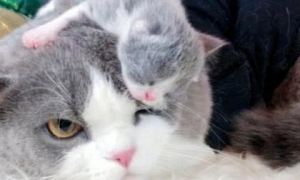 女子把小奶猫放在猫咪头上，低头看猫咪反应，一脸嫌弃