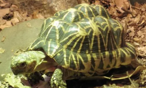 印度陆龟是保护动物吗