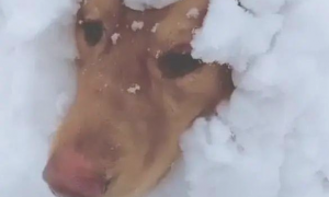 狗狗被埋在雪天里，淡定从容轻松，狗狗说：冷得鼻部红通通