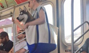 纽约地铁禁宠物 主人索性袋着跑