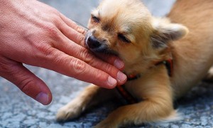 如何制止狗狗的攻击行为？