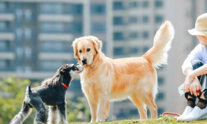 5种会导致狗狗身亡的个人行为，你还要做吗？