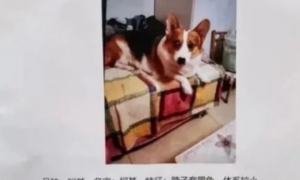 “谁找到丢的狗就送北京一套房”，结果狗找到了，狗主变卦了