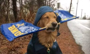 狗狗冒雨为马拉松选手助威 这个画面真的是太暖心了