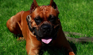 德国拳师犬 FCI国际纯种犬标准